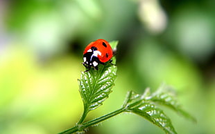 red and black ladybug, ladybugs, insect, nature, macro