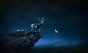 gray reindeer standing on mountain tip during nighttime