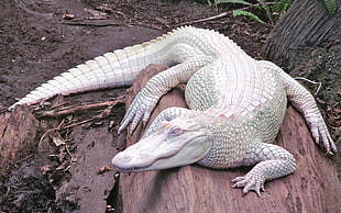 albino crocodile, alligators, albino, nature, animals HD wallpaper