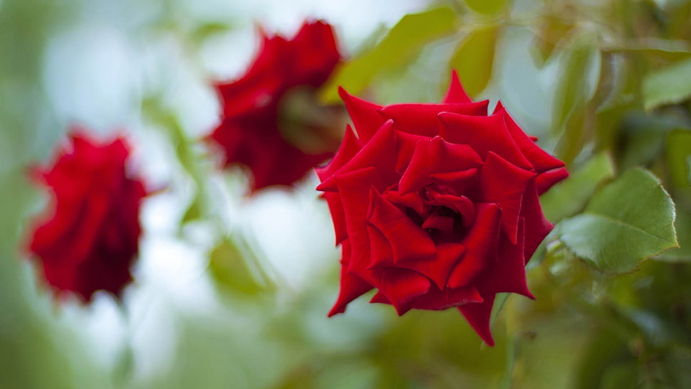 red Roses selective focus photography HD wallpaper