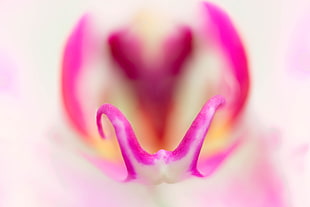 macro photography of white Moth Orchid