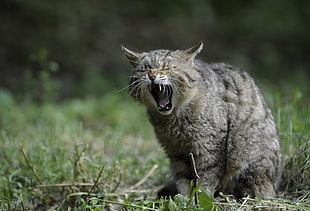 selective focus photography of yawning cat