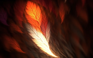 white and orange feather, abstract, feathers, fractal