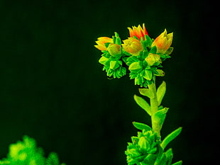 photo of green and orange flower, flowering