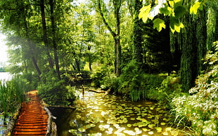 river in between forest HD wallpaper