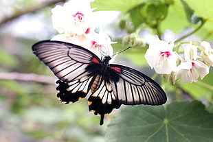 black and gray butterfly HD wallpaper