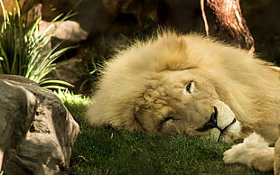 lion lying on green lawn grass