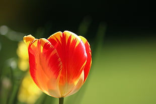 red and yellow flower in tilt shift lens photography HD wallpaper