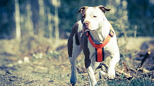 white and black American Pit Bull Terrier, dog, animals
