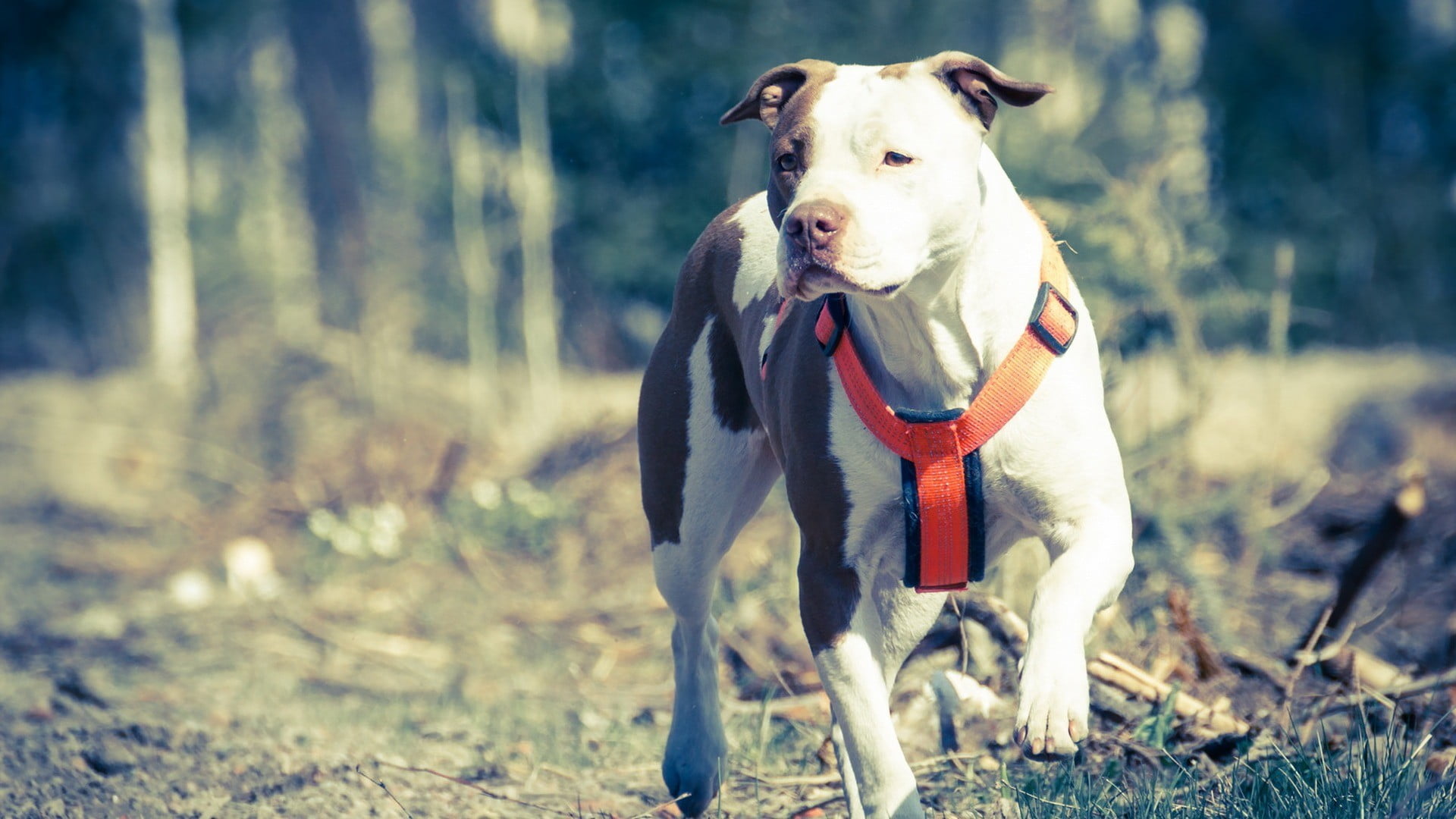 white and black American Pit Bull Terrier, dog, animals HD wallpaper.