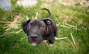 black and white American Pit Bull terrier puppy HD wallpaper