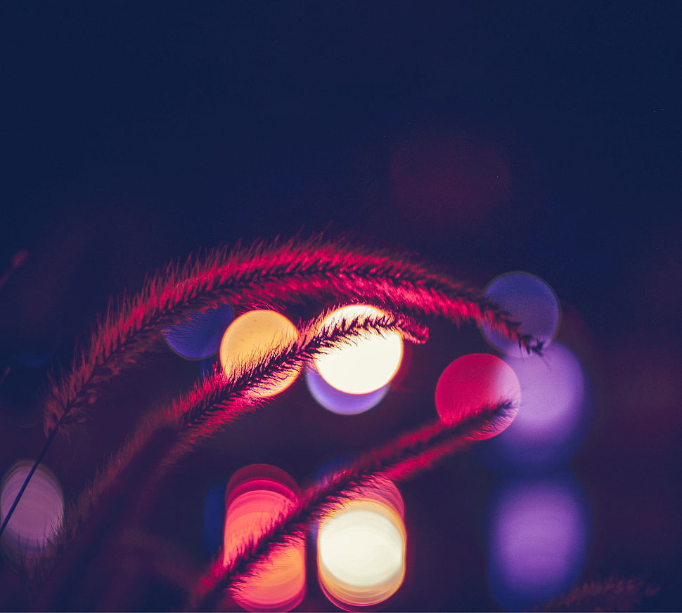 brown wheat HD wallpaper