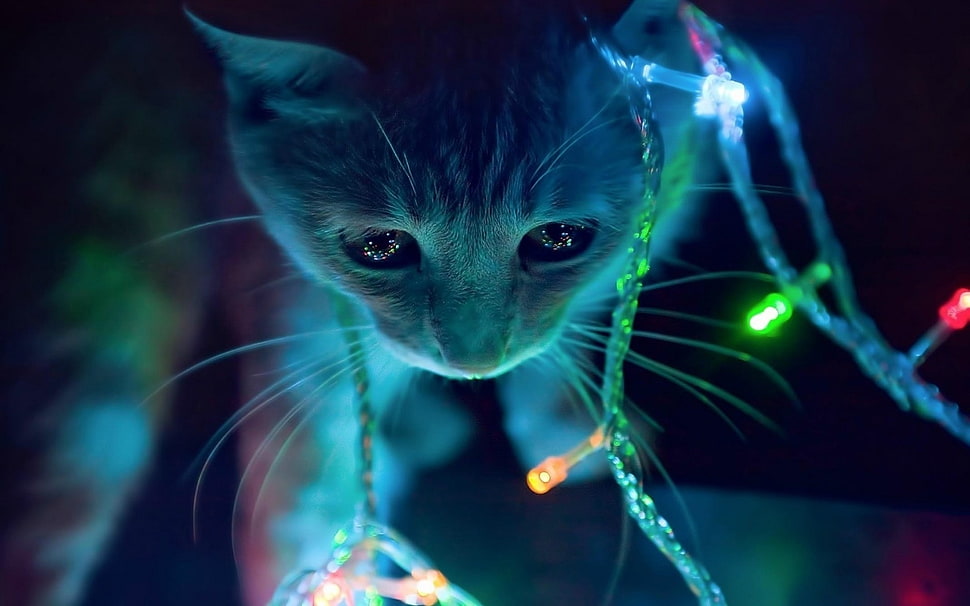 photography of orange Tabby kitten playing with string lights HD wallpaper