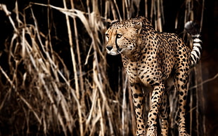 Cheetah photography HD wallpaper