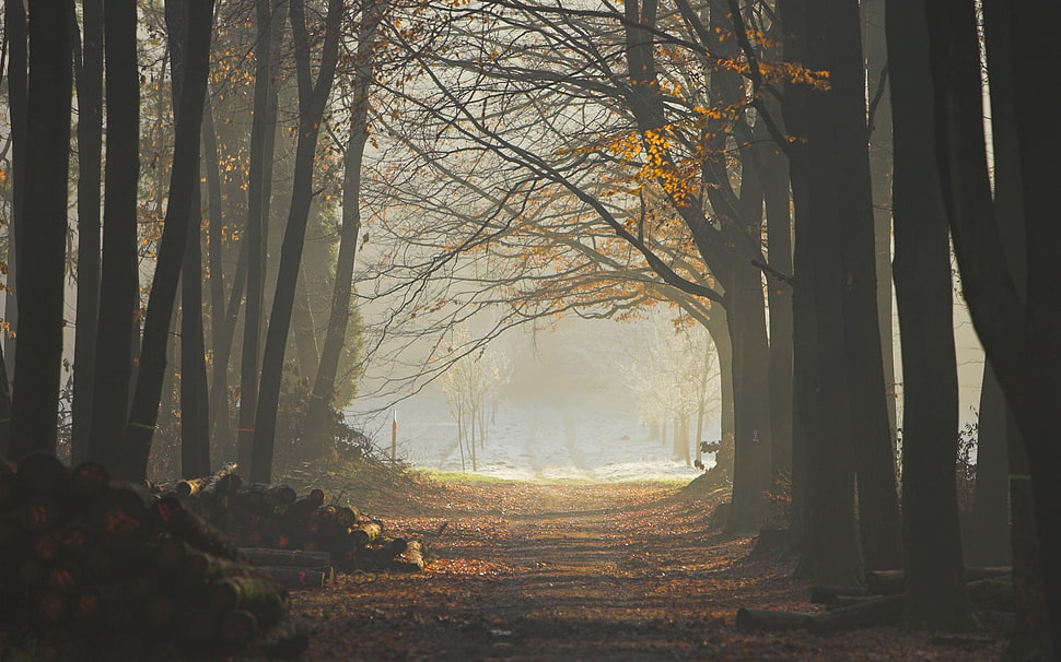 trees in mist HD wallpaper