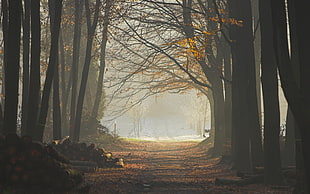 trees in mist