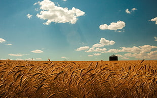 wheat field, field, sky