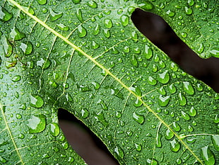 drops on leaf photography