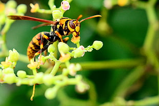macro photo of a yellow Jacket wasp on green plant, paper wasp, cayratia japonica
