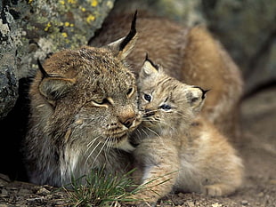 two brown cat animal, nature, animals, lynx, cat HD wallpaper