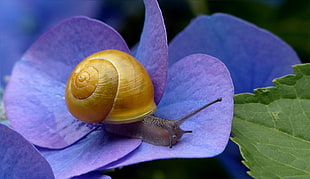 snail on purple Hydrangea in close up photography