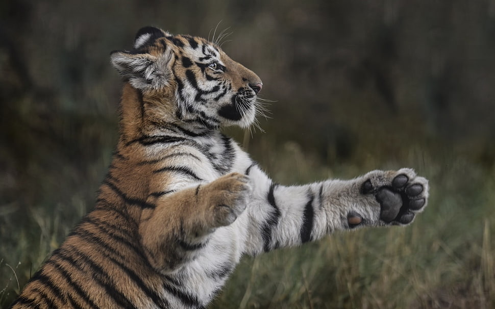 brown, white and black tiger on grass field HD wallpaper