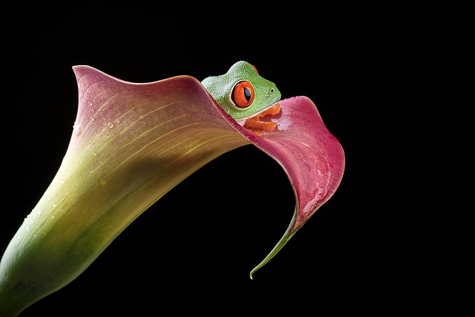 pink and green flower with green frog on the top HD wallpaper