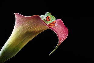 pink and green flower with green frog on the top