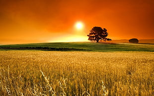 sun setting under silhouette lone tree in front of wheat field HD wallpaper