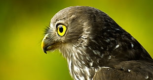 close-up photo of black falcon