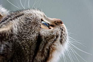 close-up photography of brown tabby cat head HD wallpaper