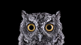 selective focus photograph of owl face HD wallpaper