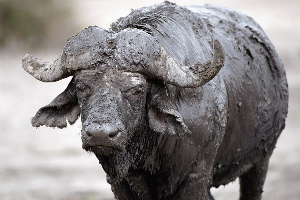 black water buffalo covered with mud at daytime HD wallpaper
