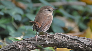 brown and gray bird on brown tree branch, winter wren