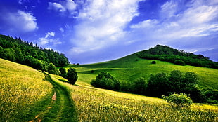 green grass, nature, landscape