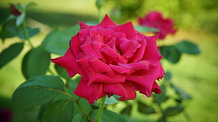 closeup photo of rose flower in bloom HD wallpaper