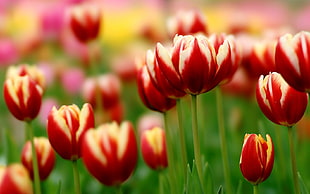 shallow focus of tulips