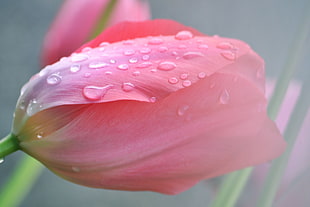 pink rose, spring, flowers, rain, tulips HD wallpaper
