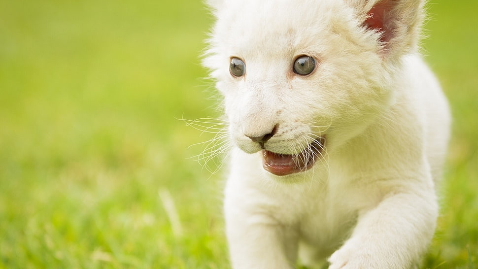 white and brown cat plush toy, baby animals, animals, lion HD wallpaper