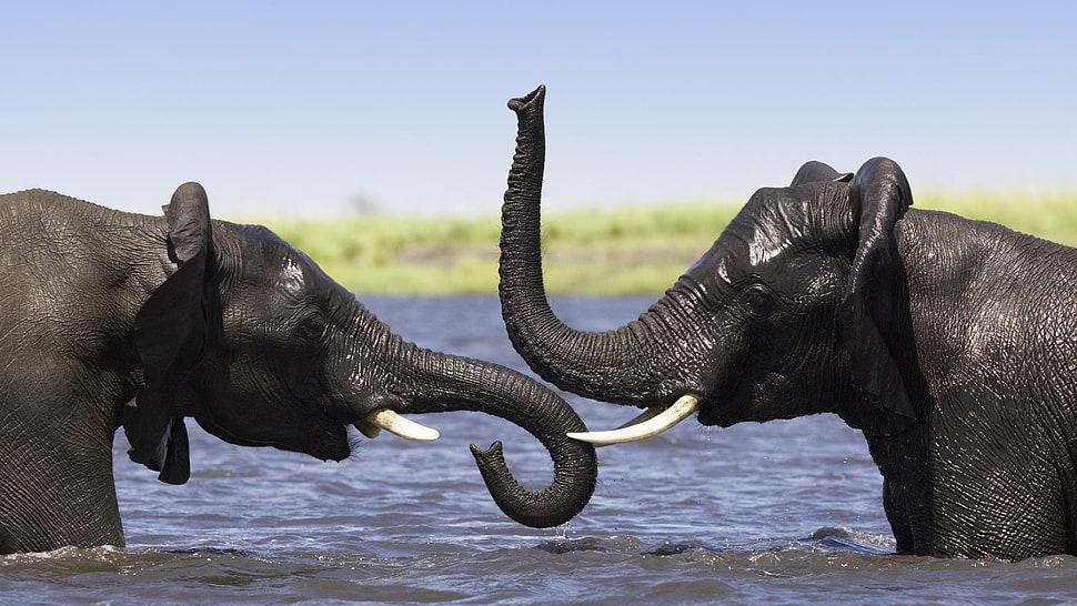 two black elephants facing each other HD wallpaper