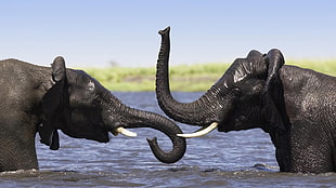 two black elephants facing each other