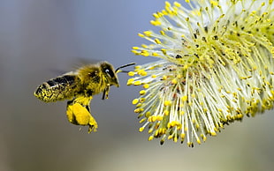 shallow photography of yellow and black honey bee and flower