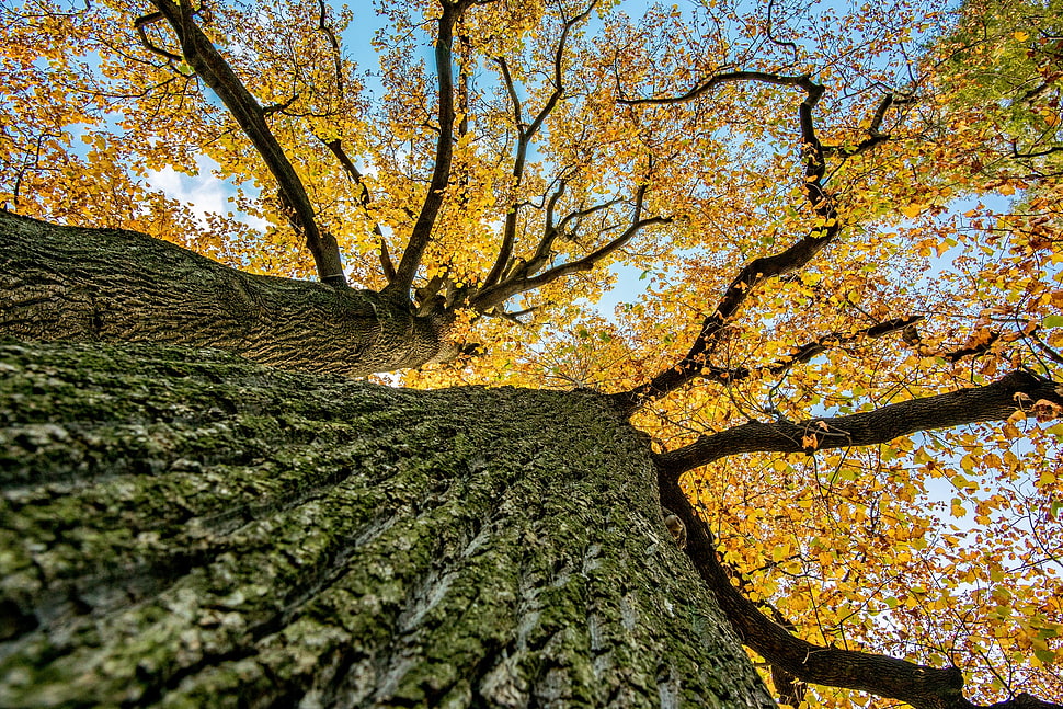 brown leafed tree, trees, leaves, fall, plants HD wallpaper