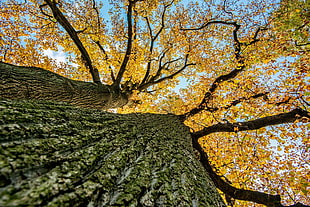 brown leafed tree, trees, leaves, fall, plants