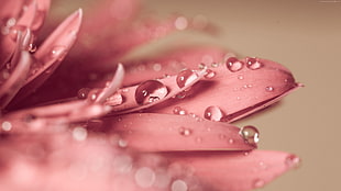 macro shot of pink flowers