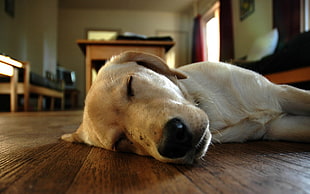 adult yellow Labrador retriever lying down on wooden floor