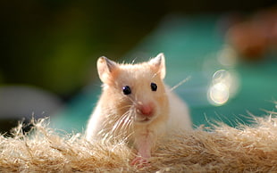 shallow focus photography of white and beige rodent on brown textile