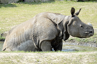 Rhinoceros sitting on water HD wallpaper