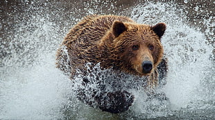 showing of brown bear HD wallpaper