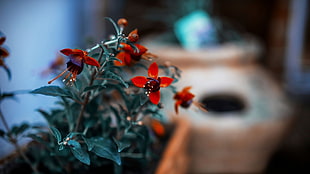 orange 4-petaled flower, nature, flowers, red flowers, depth of field HD wallpaper